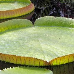 photos/Blumenzauber/thumbnails/2011_07_14_London_Kew_Gardens_0027.JPG