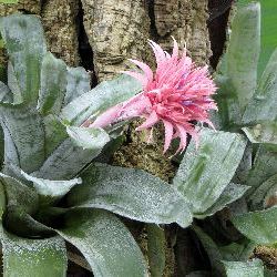 photos/Blumenzauber/thumbnails/2011_07_14_London_Kew_Gardens_0067.JPG