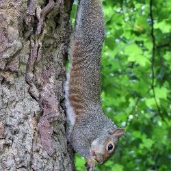 photos/Tierwelt/thumbnails/2011_07_15_London_17_Green_Park_0026.jpg