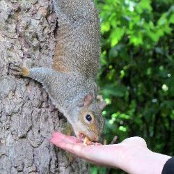 photos/Tierwelt/thumbnails/2011_07_15_London_17_Green_Park_0027.jpg