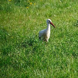 photos/Tierwelt/thumbnails/DSC_0656_1.jpg