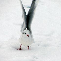 photos/Tierwelt/thumbnails/IMG_0295.jpg