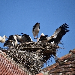 photos/Tierwelt/thumbnails/Storch1.jpg