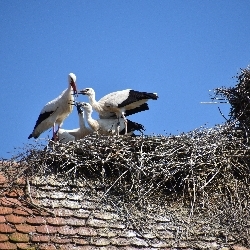 photos/Tierwelt/thumbnails/Storch2.jpg